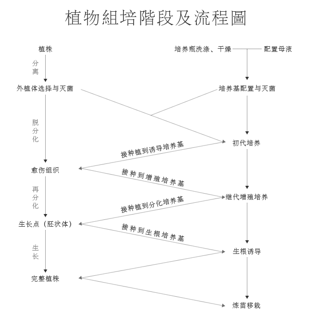 植物组织培养的不同阶段和完整流程