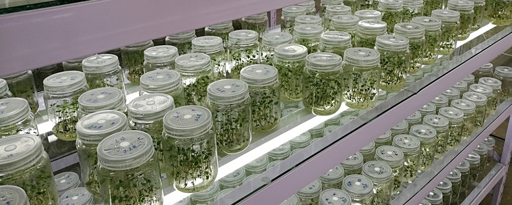 植物组织培养的不同阶段和完整流程