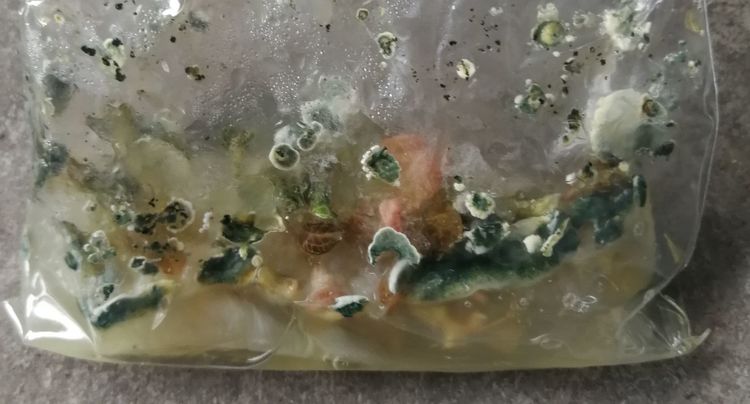 植物组培不同阶段培养物不良表现原因及改进措施