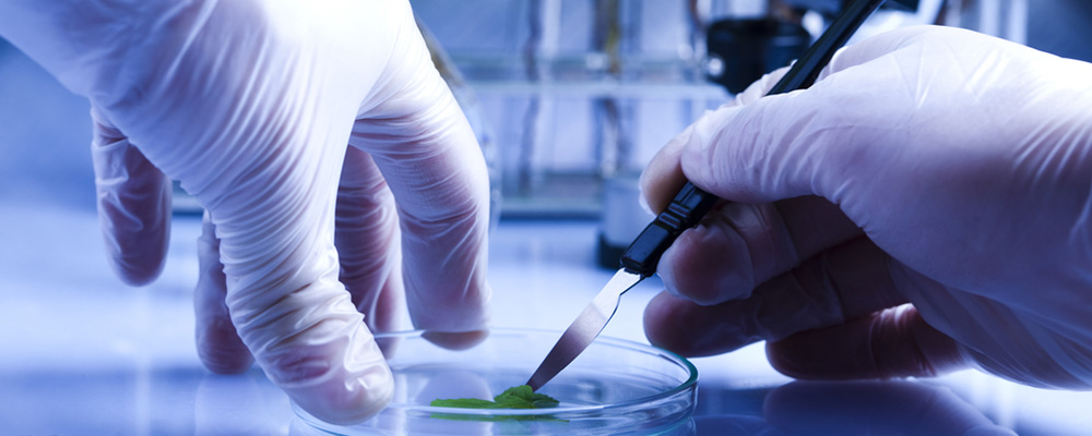 如何利用组培技术培养一棵未知植物？
