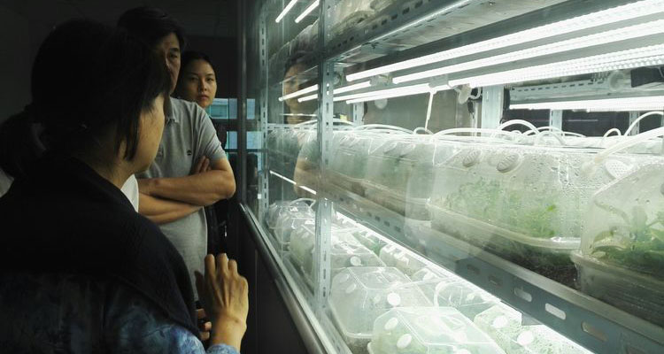 植物组织培养新技术——无糖培养法