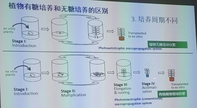 植物组织培养新技术——无糖培养法